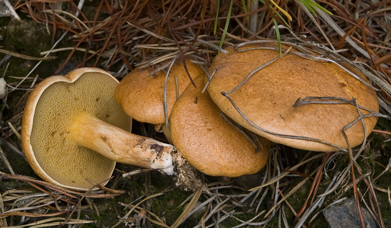 Suillus bovinus